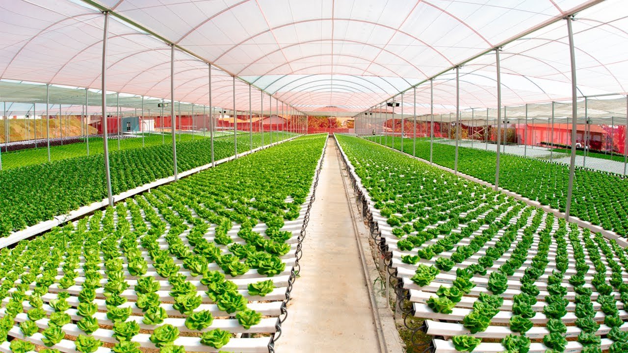Estufa Horta Legal